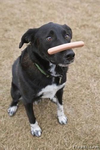 dog with hot dog on nose