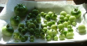MorePie's tomato crop, September 26, 2012