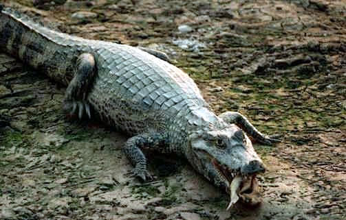 This is a caiman.
