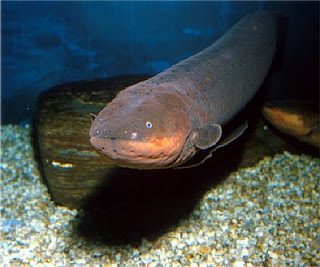 This is an electric eel.