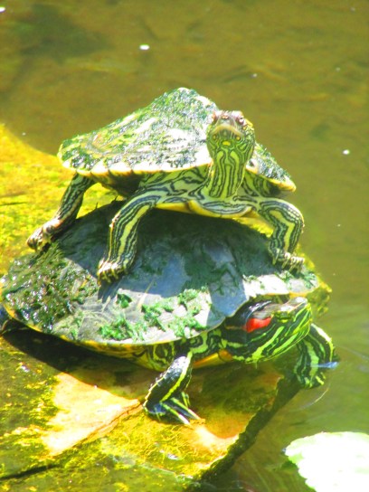 Or King of the Mountain?