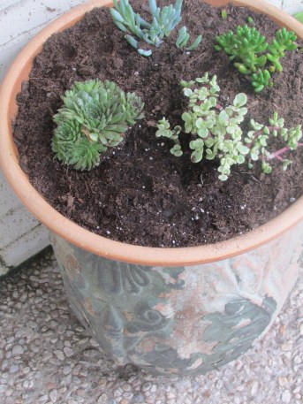 DMP planted a little succulent garden.