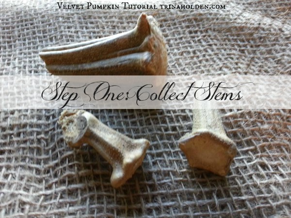 pumpkinstep1-600x450